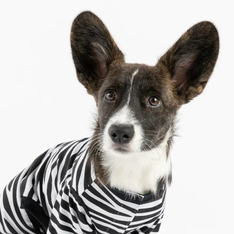 Zebra Print Dog Pajamas  Cozy & Stylish Velcro Onesie for Pets